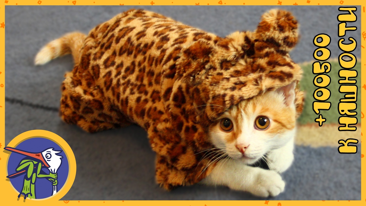 Делаем одежду для Рыжика. Как сделать одежду для кота своими руками. Рыжик - ЛЕОПАРД