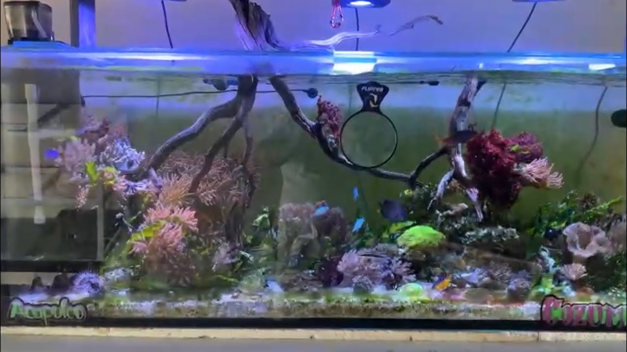 Acuario marino con macroalgas Victor Hugo Reyes esta increiblee