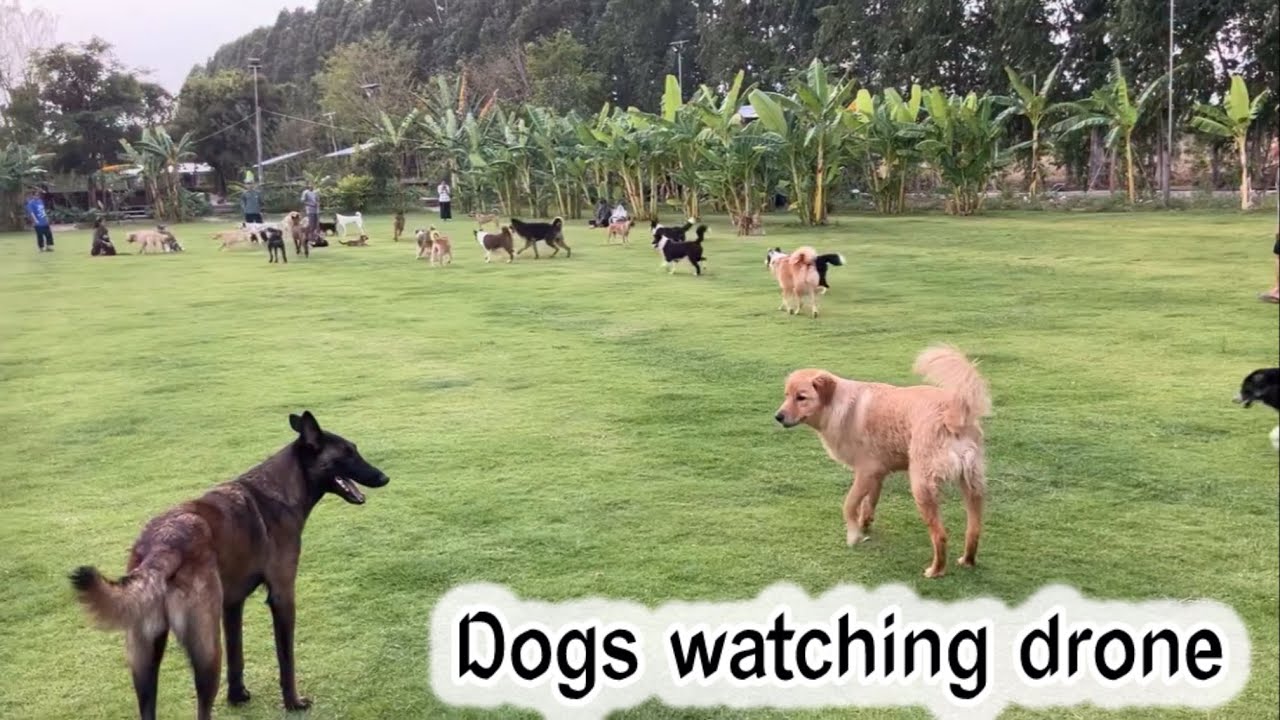 Dogs watching drone 