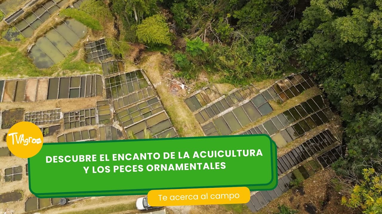 El encanto de la acuicultura y los peces ornamentales- TvAgro por Juan Gonzalo Angel Restrepo