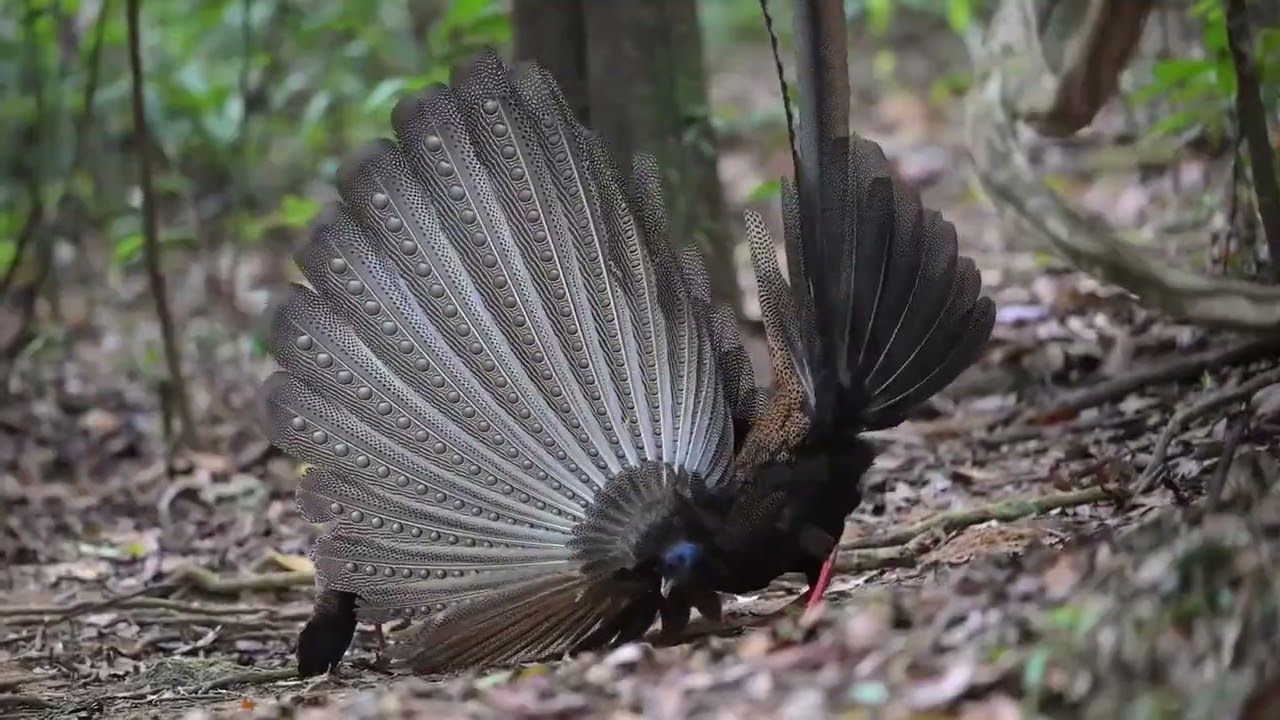 Great Argus (Argusianus argus)