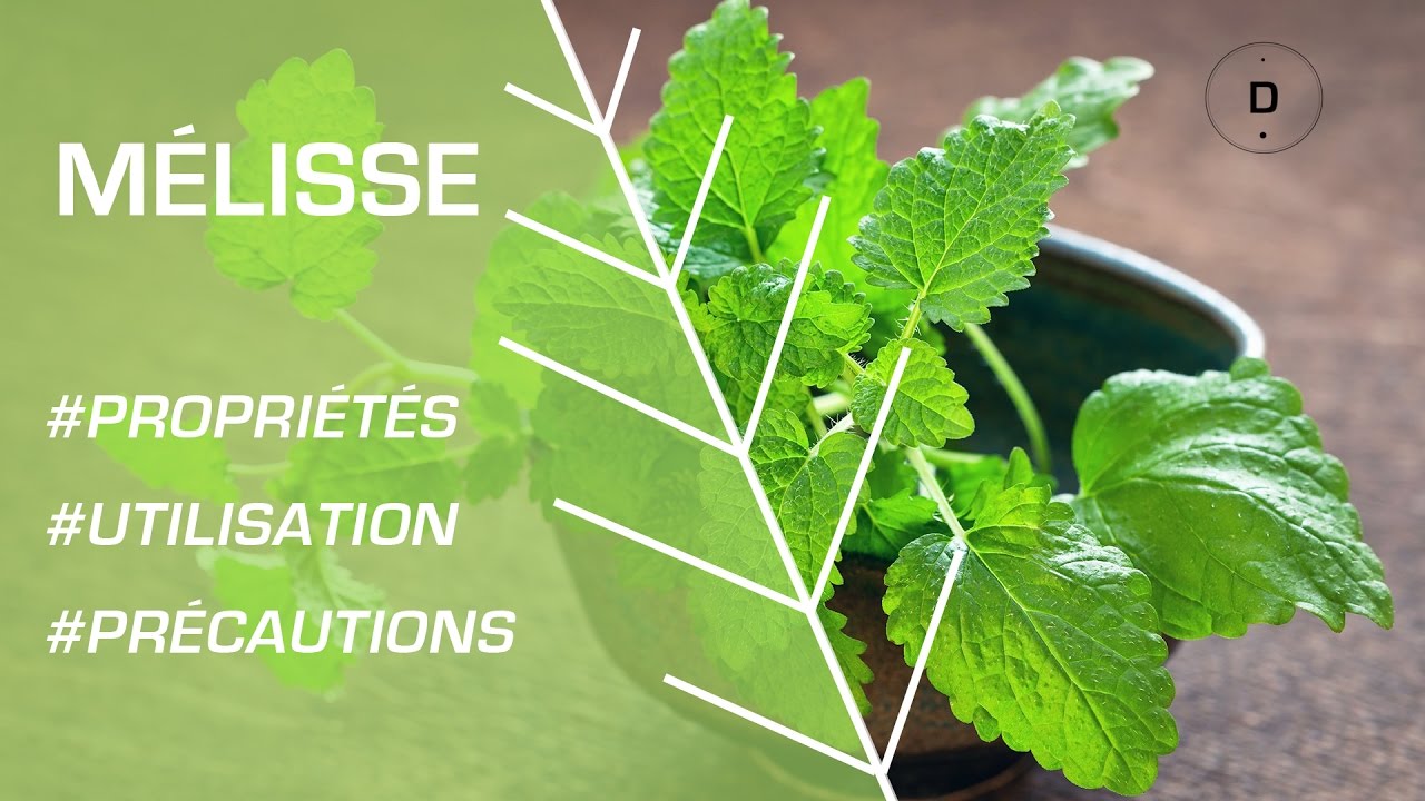 Comment utiliser la mélisse ? Phytothérapie