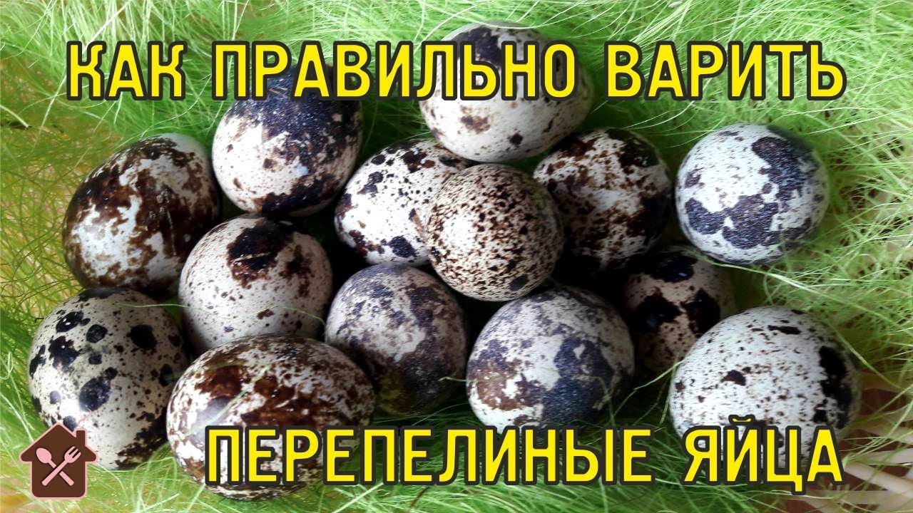 КАК ПРАВИЛЬНО ВАРИТЬ ПЕРЕПЕЛИНЫЕ ЯЙЦА