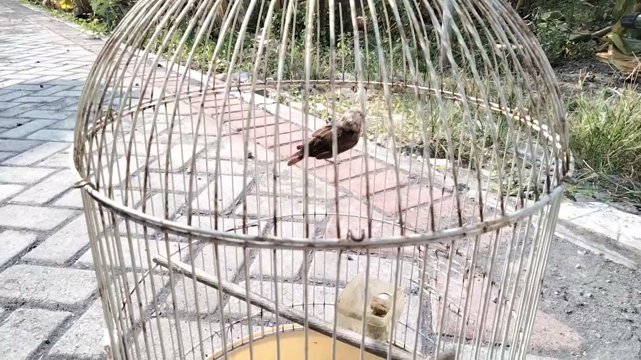 BEGINILAH CARA MERAWAT BURUNG EMPRIT KAJI YANG SEDANG MABUNG