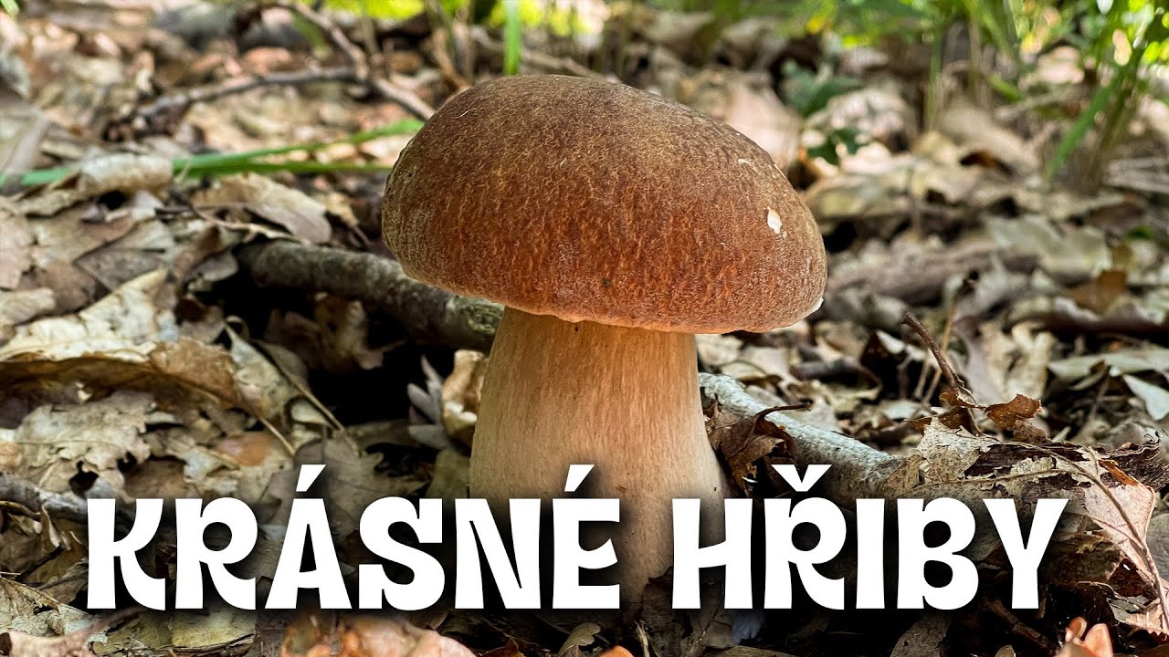 Krásné hřiby - Obrovské praváky - Zase plný košík - Grzyby - Hřiby 2025