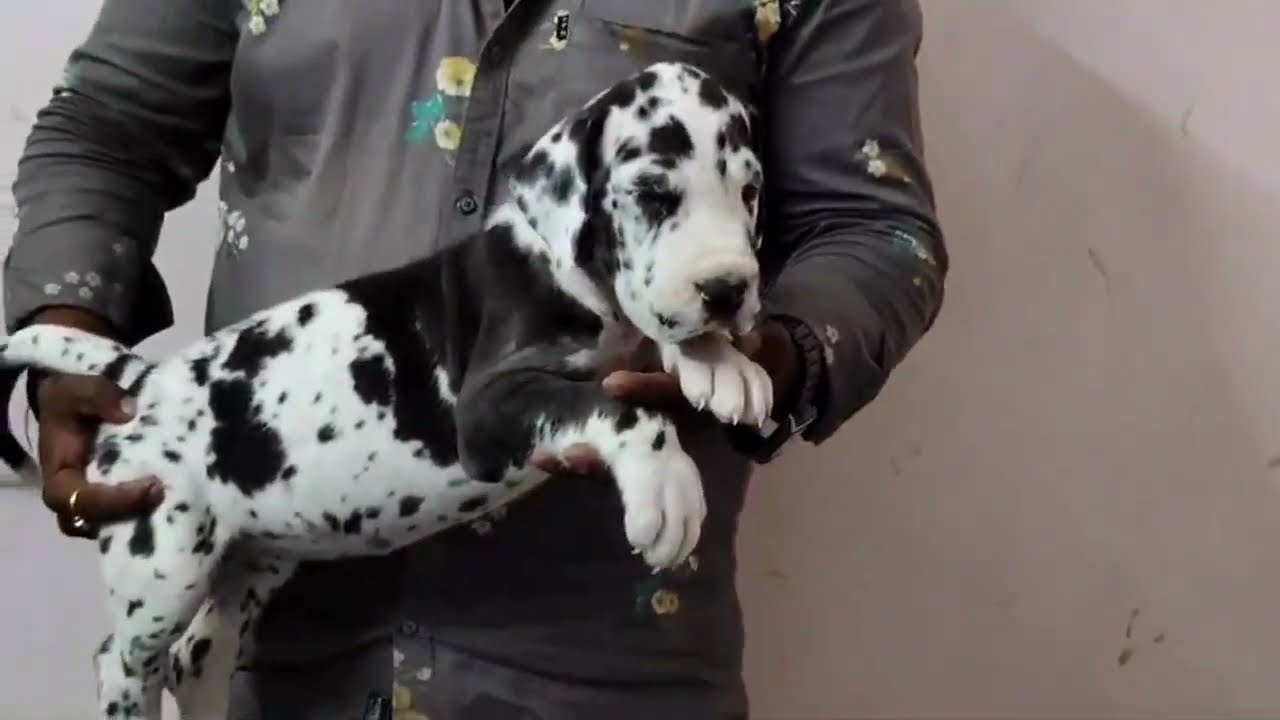 European Great Dane Puppy 👉 प्योर ब्लड लाइन #pets_icon_varanasi #doglover #greatdane