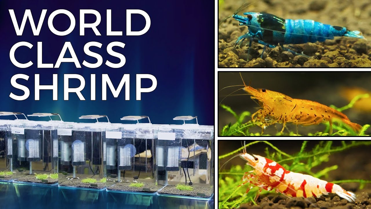 Keeping Award Winning Shrimp — International Shrimp Contest