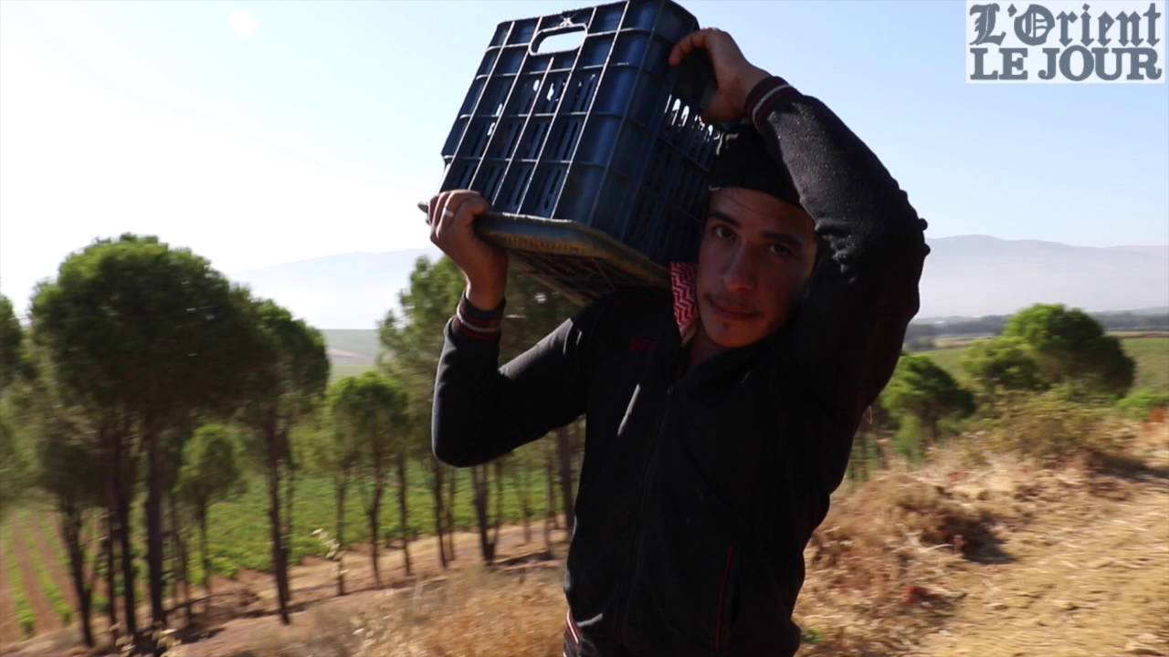 Comment fait-on le vin ?