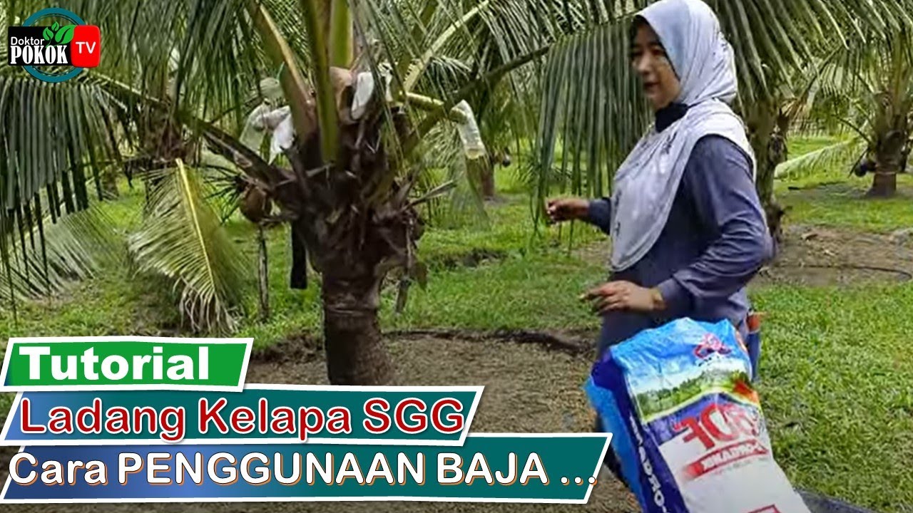 [ Review & Tutorial ] Ladang Kelapa SGG | Cara Menabur Baja Organik FELCRA | Zubaidah ILLIAS