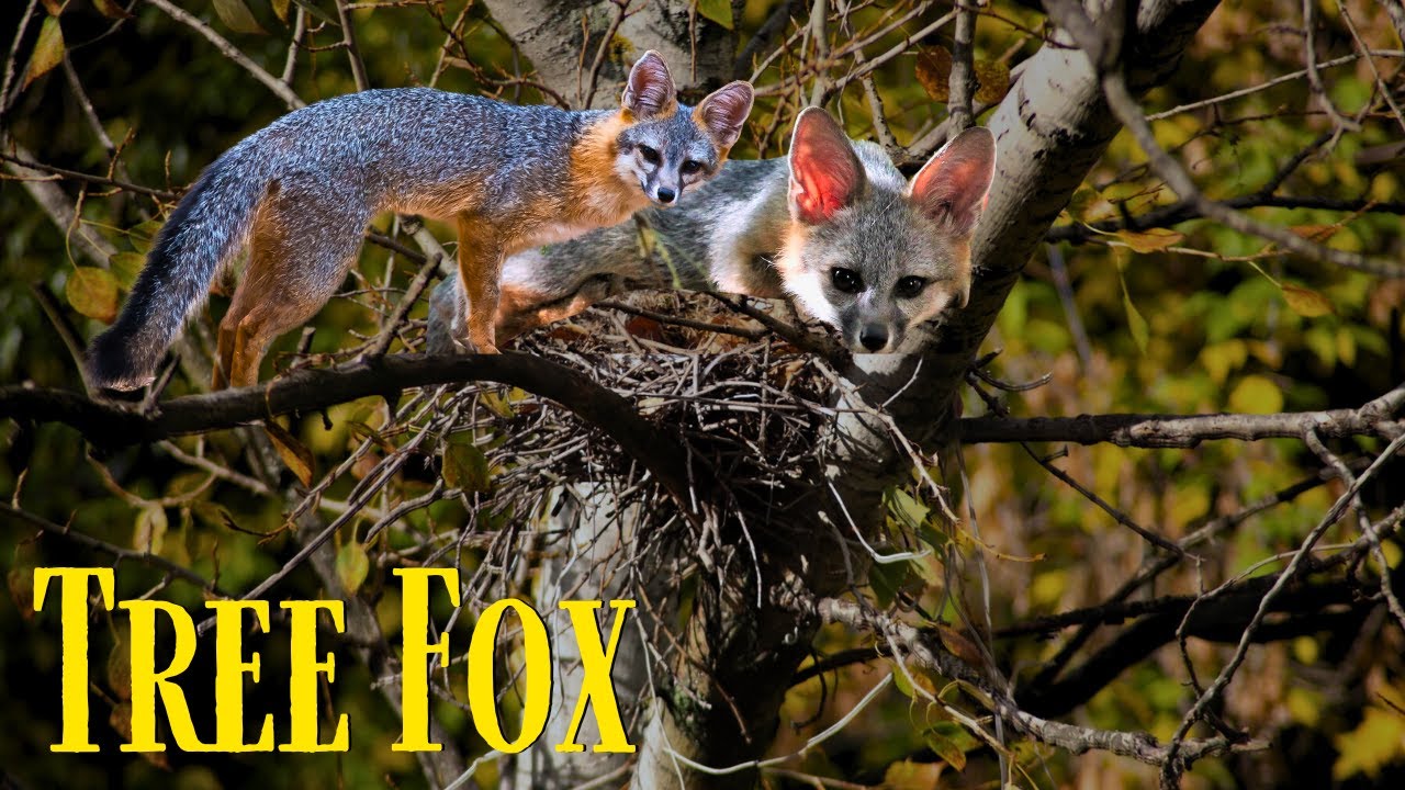 Grey Fox: A Unique Tree Climbing Fox of North America