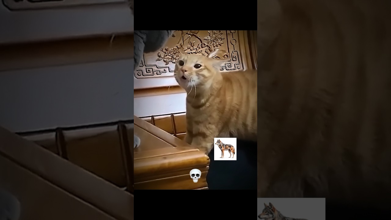 Cats making strange sounds pt.3 ☠️