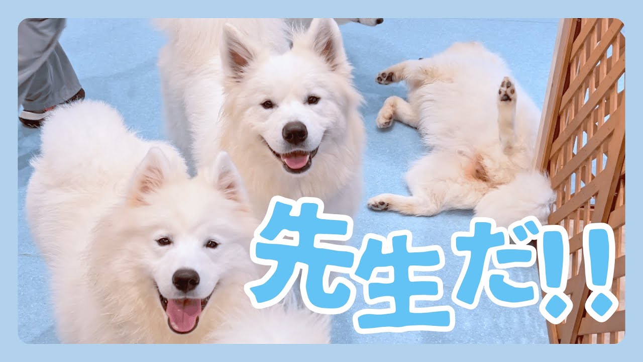 【ご挨拶】知ってる匂いだ！ごあいさつ！くんくんくん