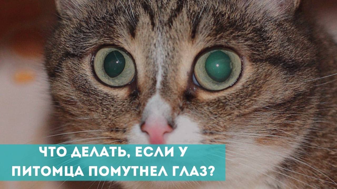 Что делать, если у питомца помутнел глаз?