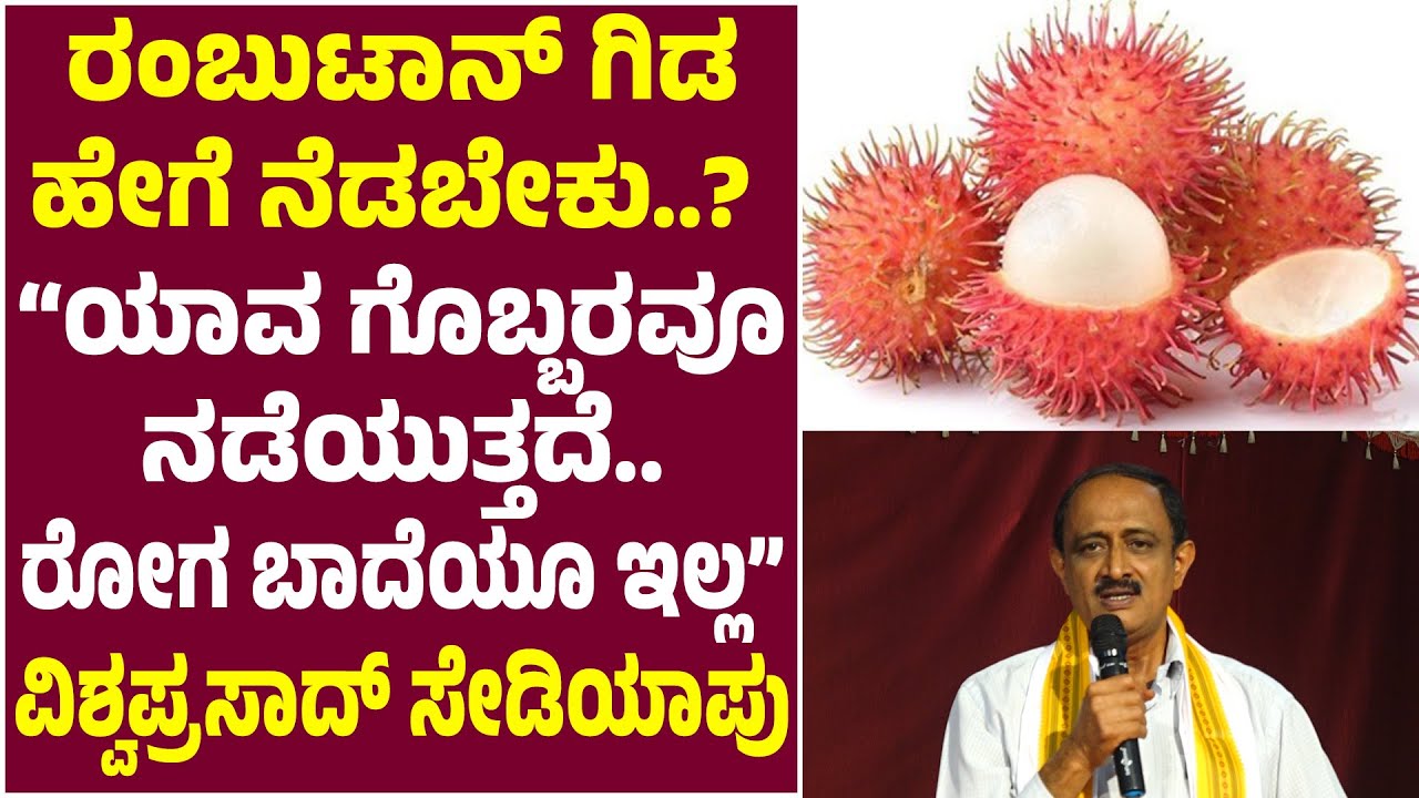 ರಂಬುಟಾನ್ ಗಿಡ ಹೇಗೆ ನೆಡಬೇಕು..? ಹೇಗೆ ನೆಟ್ಟರೆ ಹೆಚ್ಚು ಫಲ ಸಿಗುತ್ತದೆ..? | ವಿಶ್ವಪ್ರಸಾದ್ ಸೇಡಿಯಾಪು ಮಾಹಿತಿ