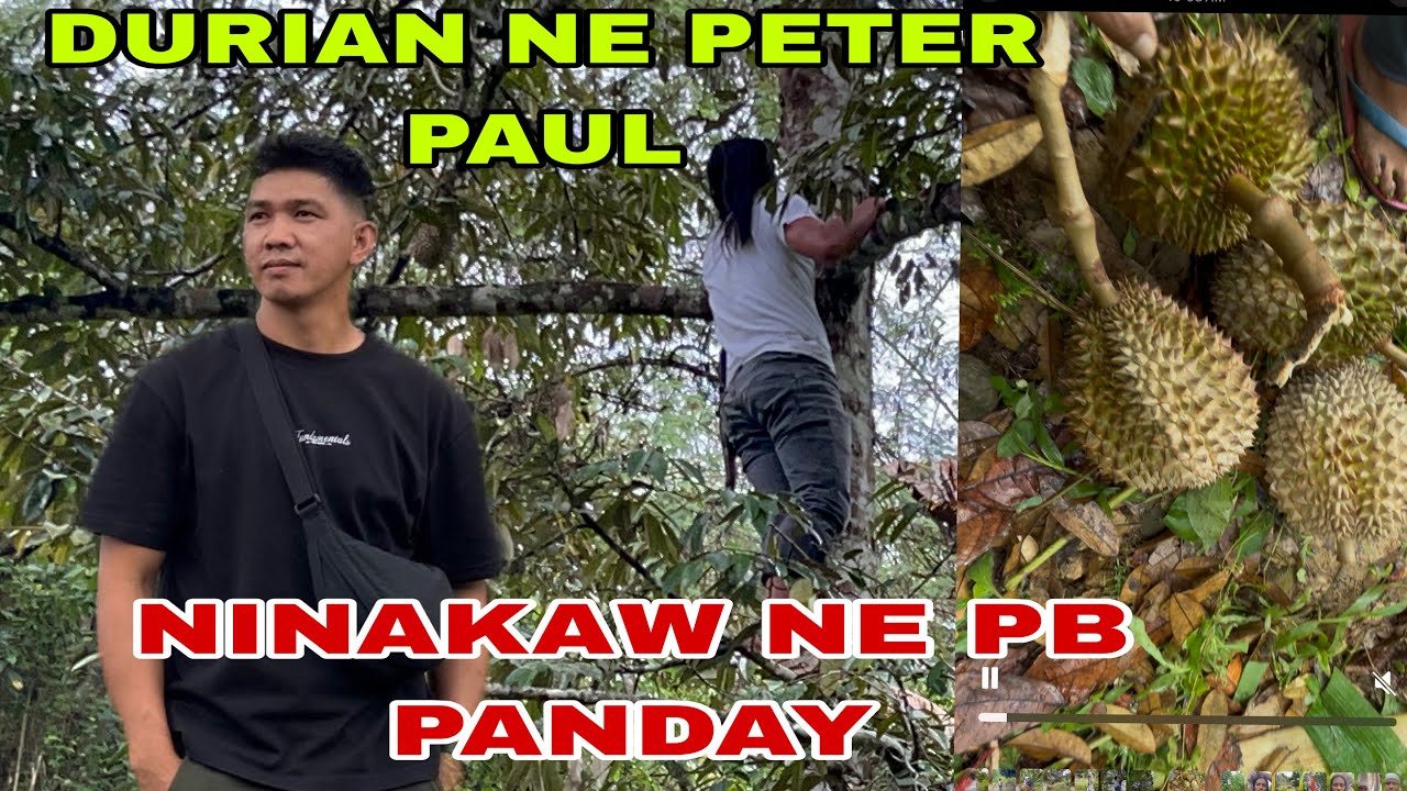 DURIAN NILA PETER PAUL HINARVEST ko