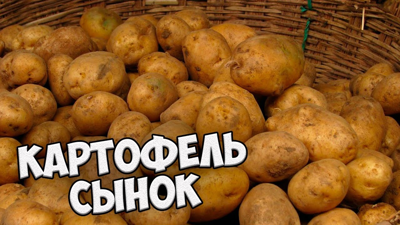 Самые вкусные сорта картофеля 🌟 Картофель СЫНОК 🌟 Обзор hitsadTV