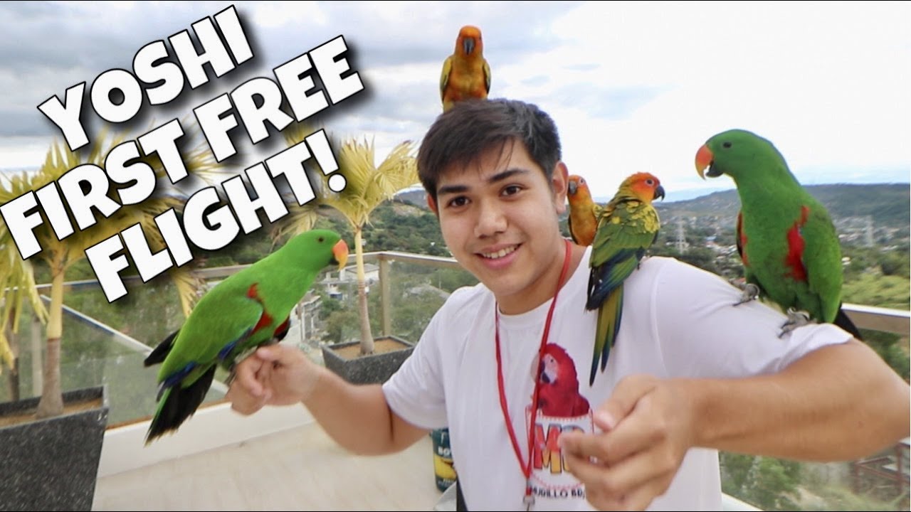 BINUGAW NI BRUNO SI YOSHI FIRST FREE FLIGHT!! Solid ang eclectus parrot natin! (WOW!) | Murillo Bros