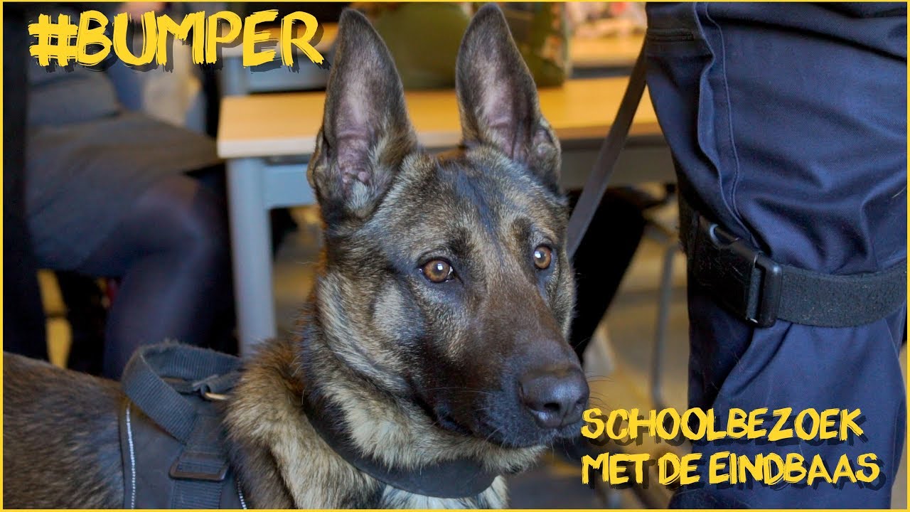 BUMPER OP SCHOOLBEZOEK MET DE EINDBAAS