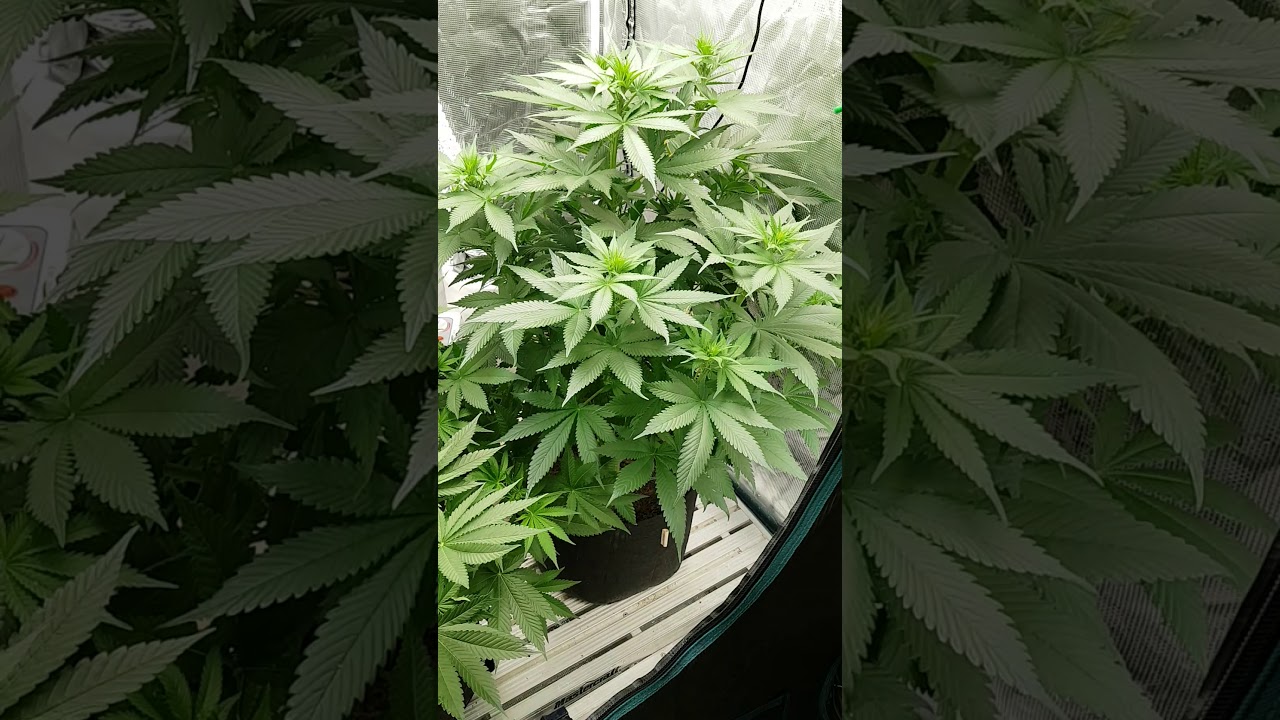 Cannabis Super skunk 10 weeks from seed. Ts2000w mars hydro