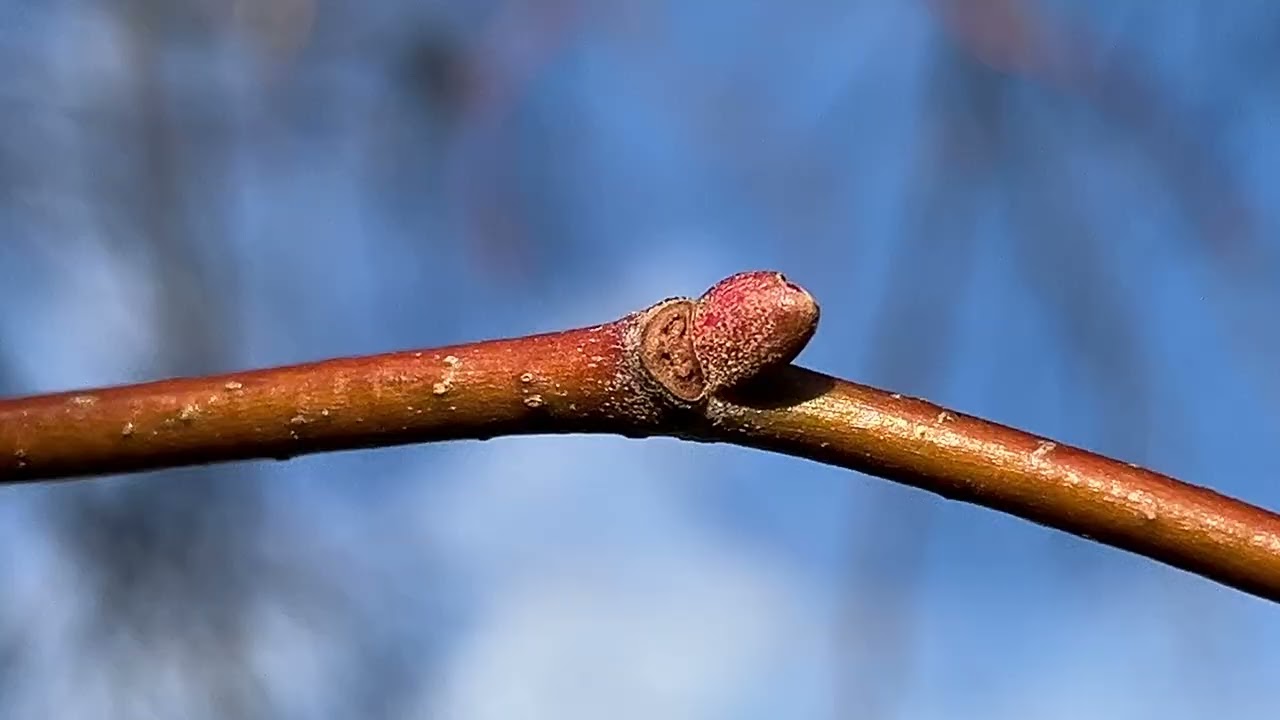 Silver lime - twig & buds - January 2026