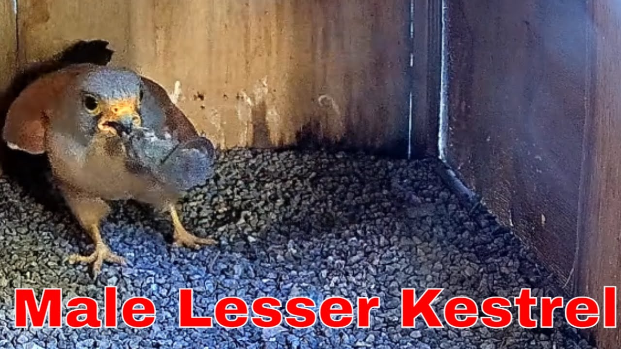 Natural Interaction Explained 👀 Lesser Kestrel Courtship with Prey Offering 🦅