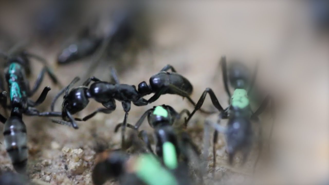 Watch ants rescue their wounded comrades