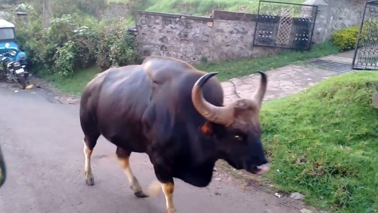 BisonOnTheRoad #kodaikanal #tourism