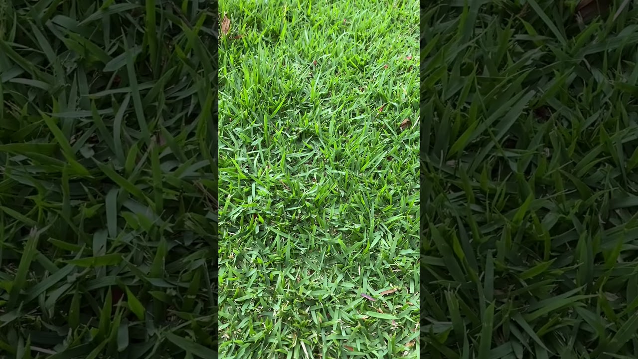 Grama esmeralda X S&atilde;o Carlos #shorts