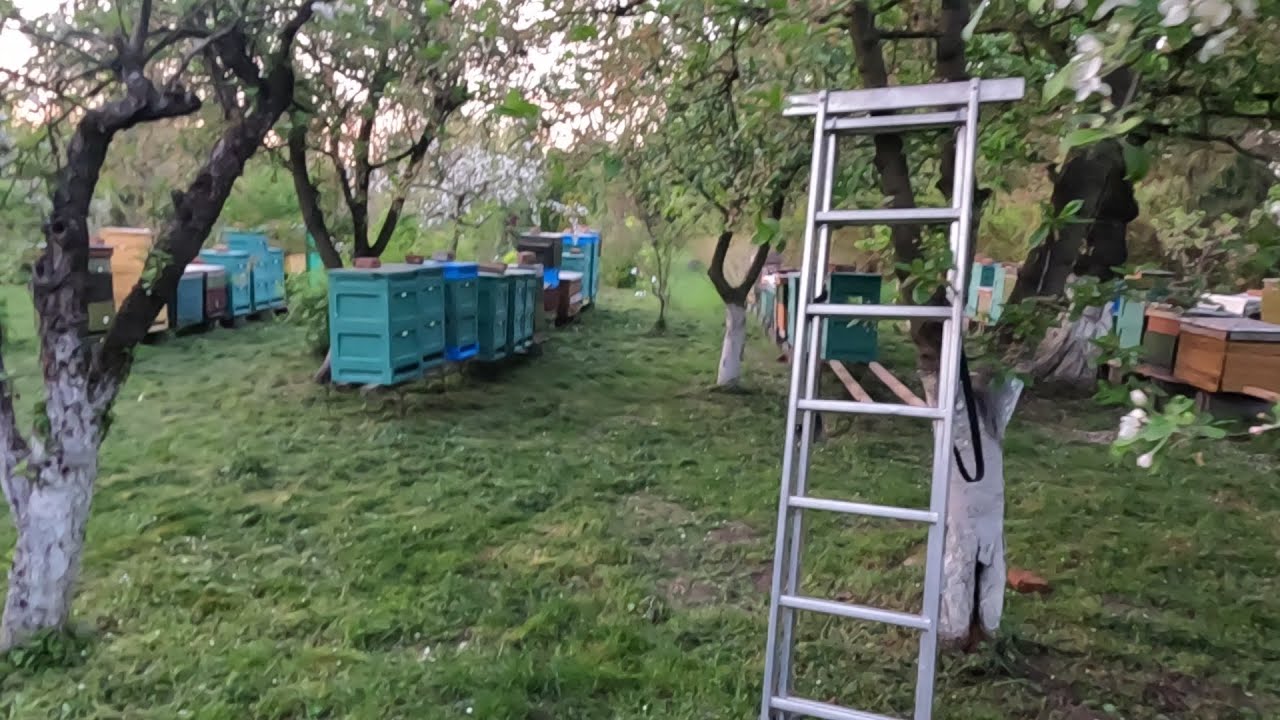 Drabina na rójki już przygotowana! Maluję nowe korpusy i uliki i czekam na poprawę pogody
