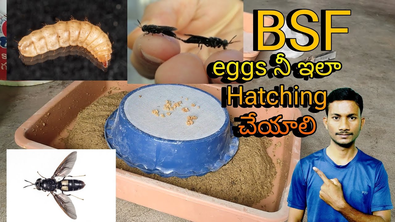 BSF farming part -1, eggs Hatching process in telugu | Latest telugu farming videos