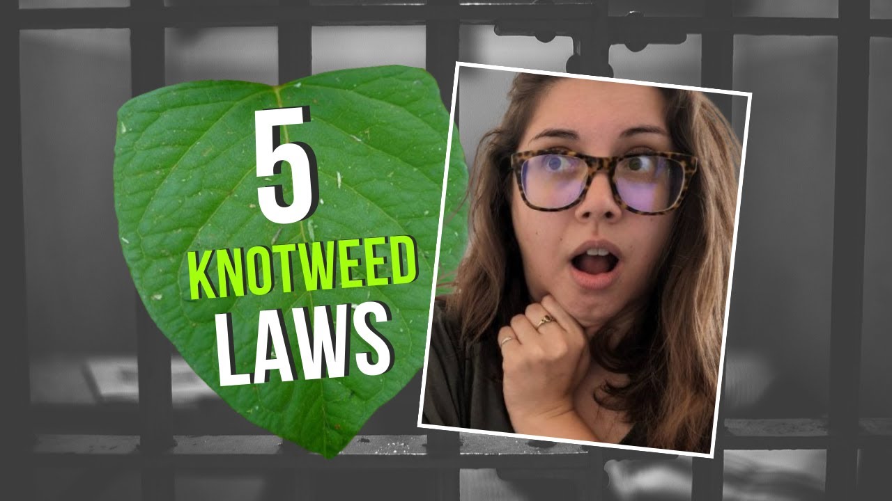 5 Japanese knotweed LAWS in the UK | Your LEGAL responsibility