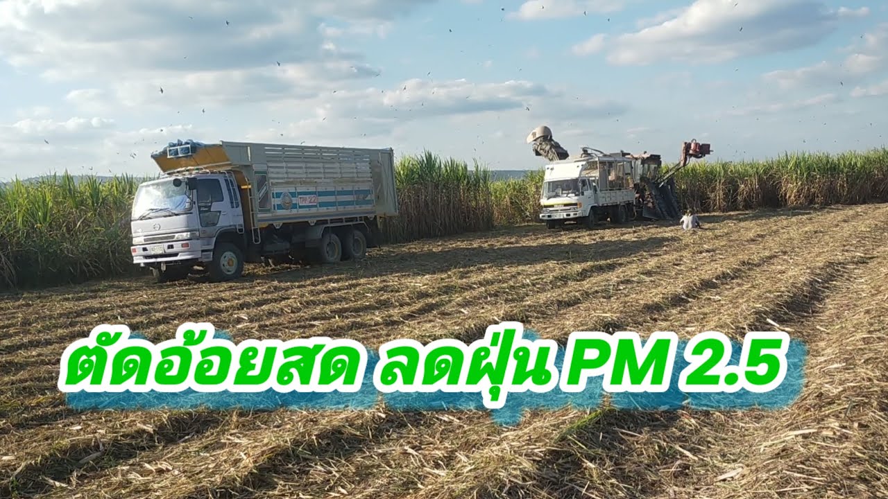 ชาวไร่เน้นการตัดอ้อยสด EP 31/69