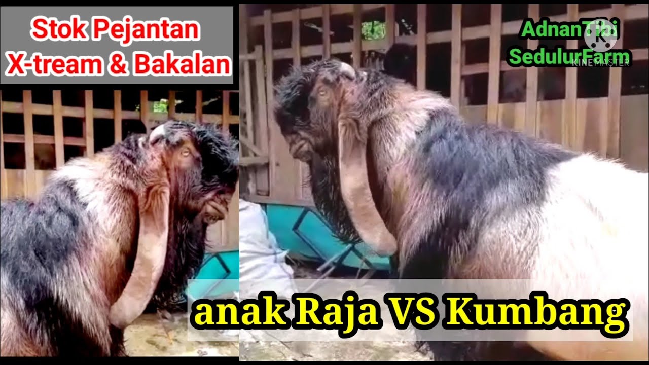 Stok Pejantan Extream & Bakalan PE Kaligesing