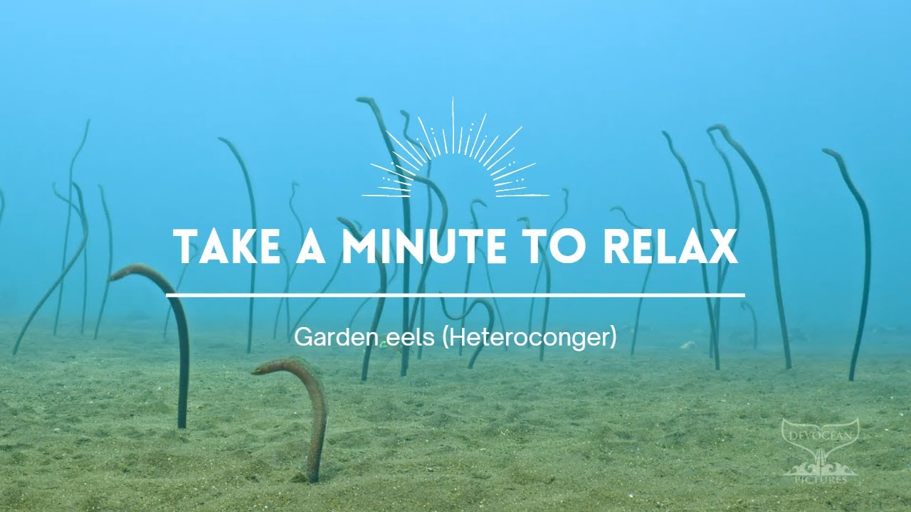 Take a Minute IV: Garden eels (Heteroconger)