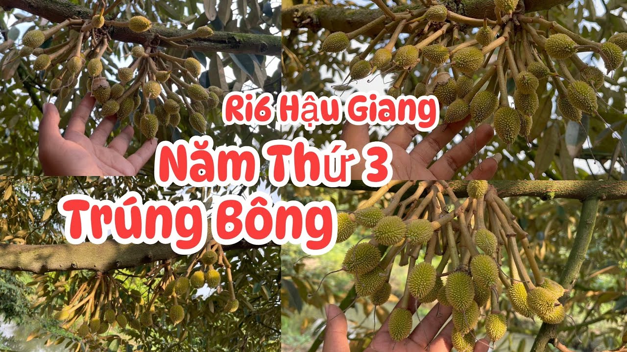Ri6 Châu Thành A Hậu Giang Mang Trái Năm Thứ 3 Giai Đoạn Chạy Trái Mẫu Trái Gai Nhím Nặng Kí