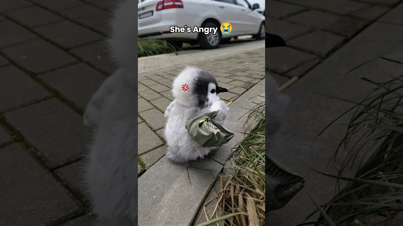 Cute little penguin angry #cute #adorable #pet #penguin #babyanimals #fluffy #cuteanimal