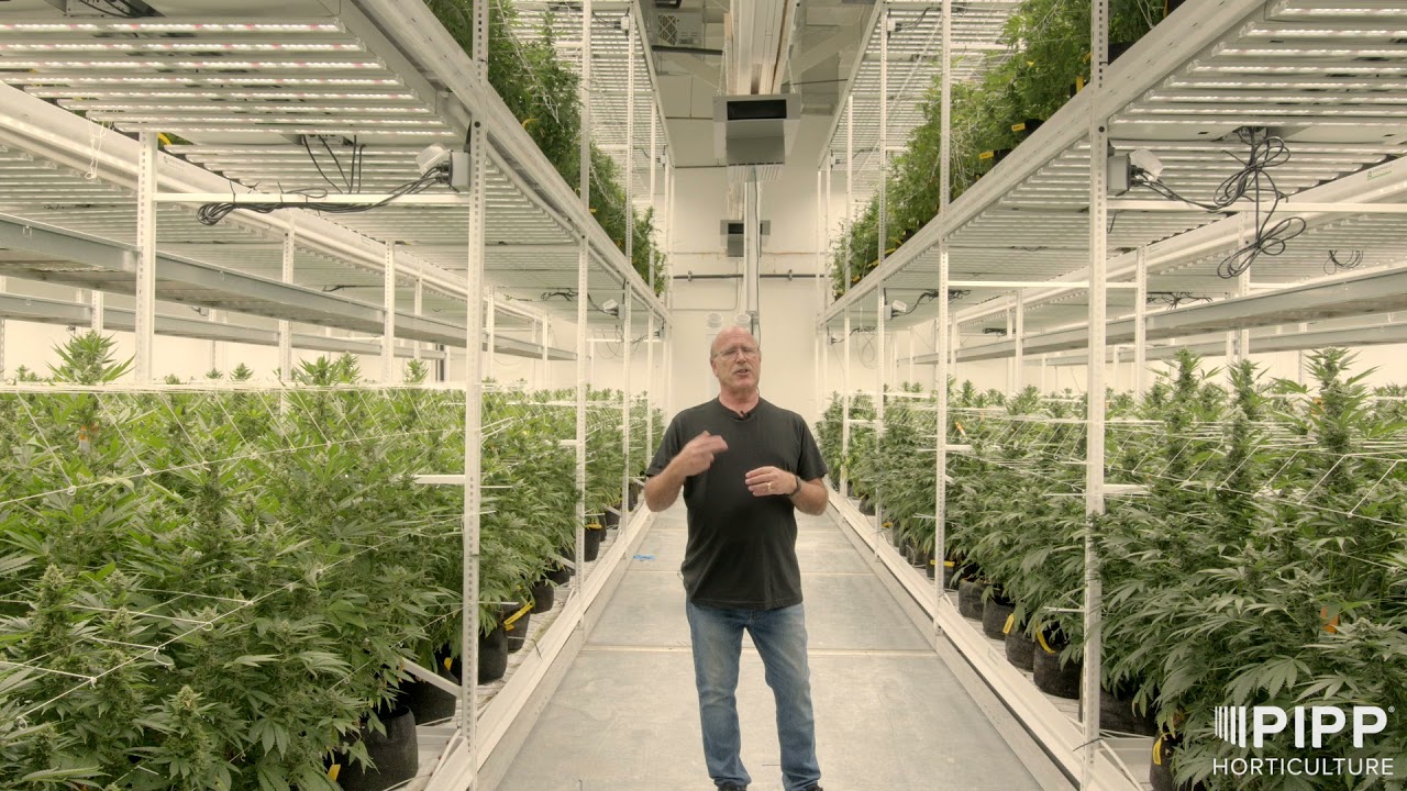 Cultivating With 3 Tiers of Vertical Farming With Pipp Horticulture  - TRU Infusion Spotlight