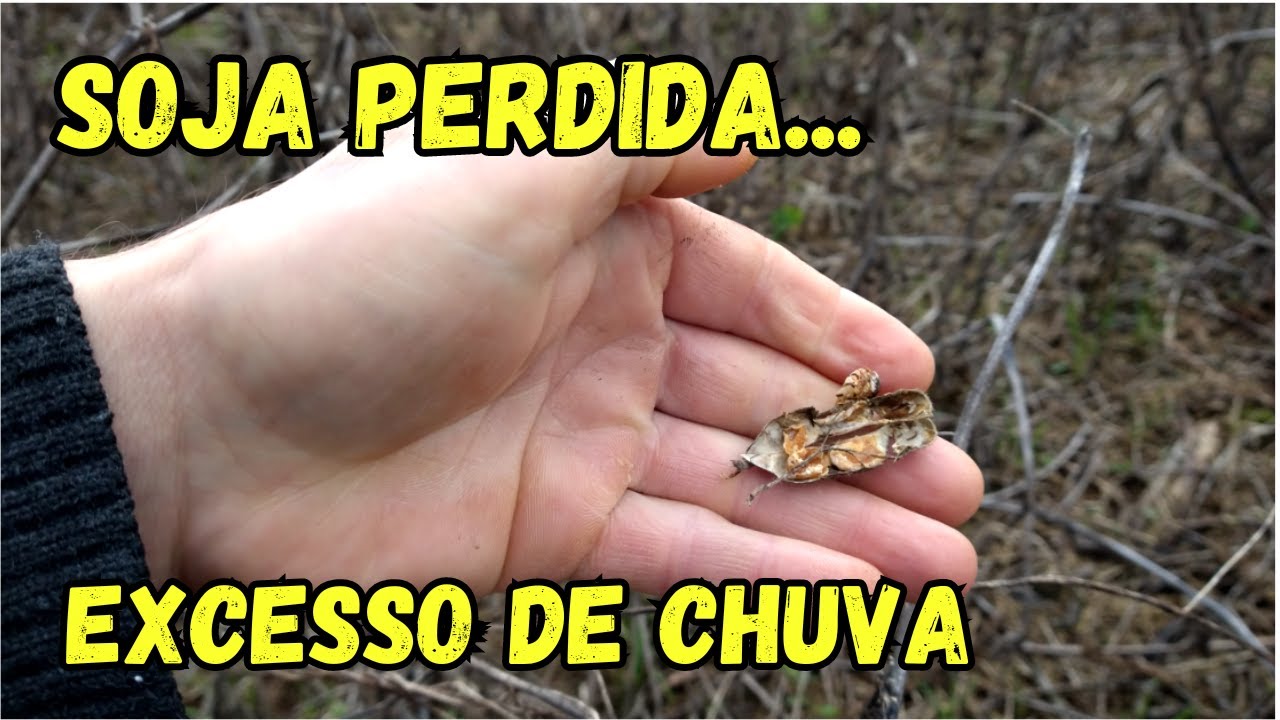 EXCESSO DE CHUVA CAUSA PERDAS NAS LAVOURAS DE SOJA NO RS