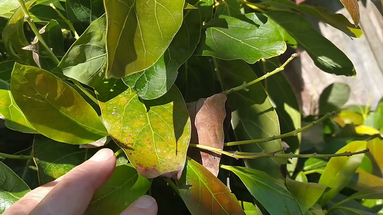 Avocado Update