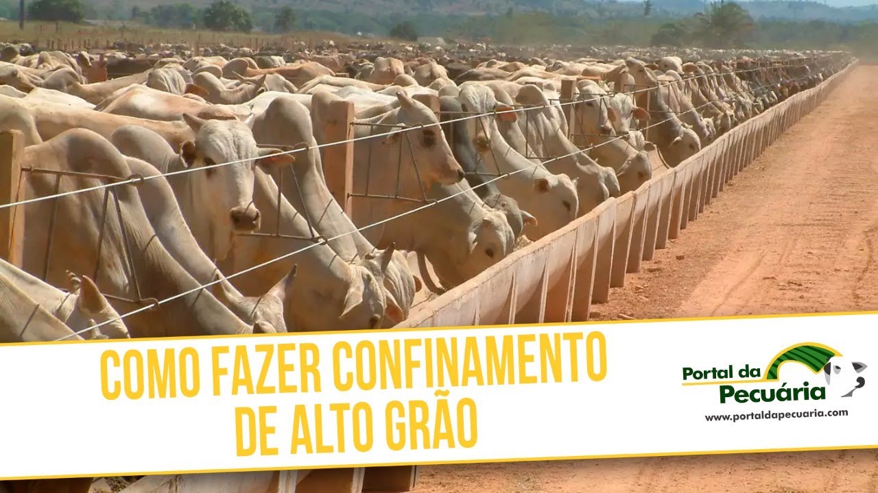 Como fazer confinamento de alto grão
