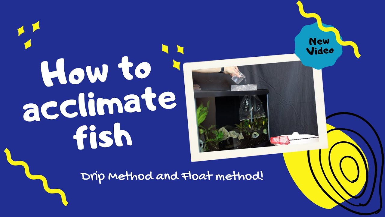 A Step-by-Step Guide to Safely Acclimating New Fish to Your Home Aquarium