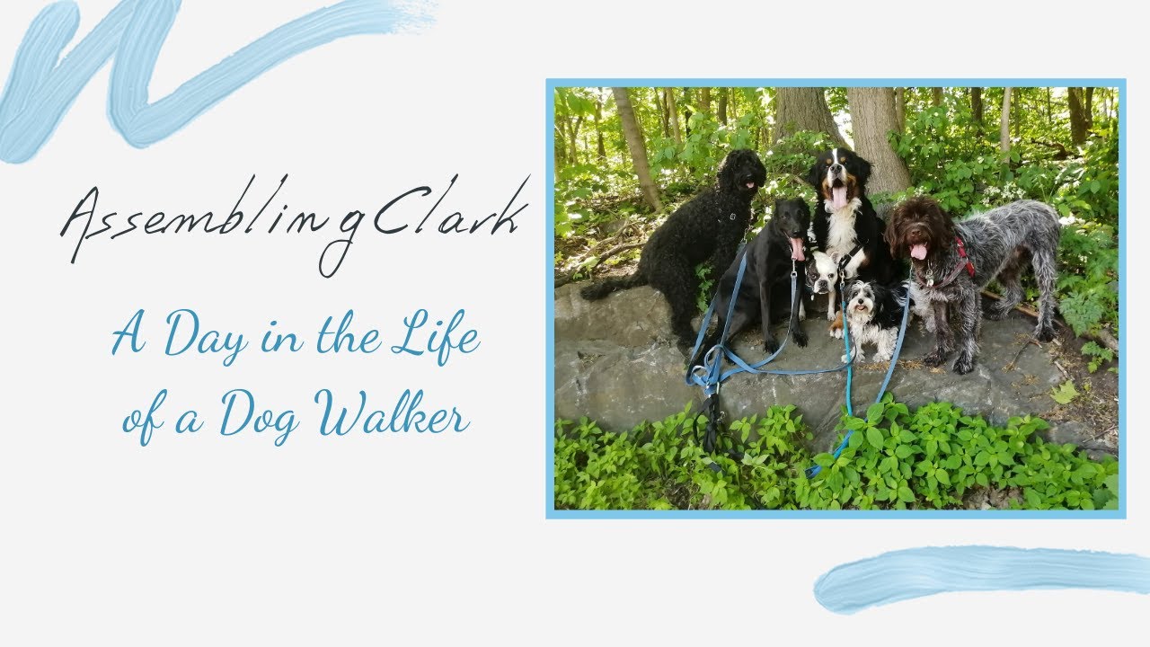 A Day in the Life of a Dog Walker