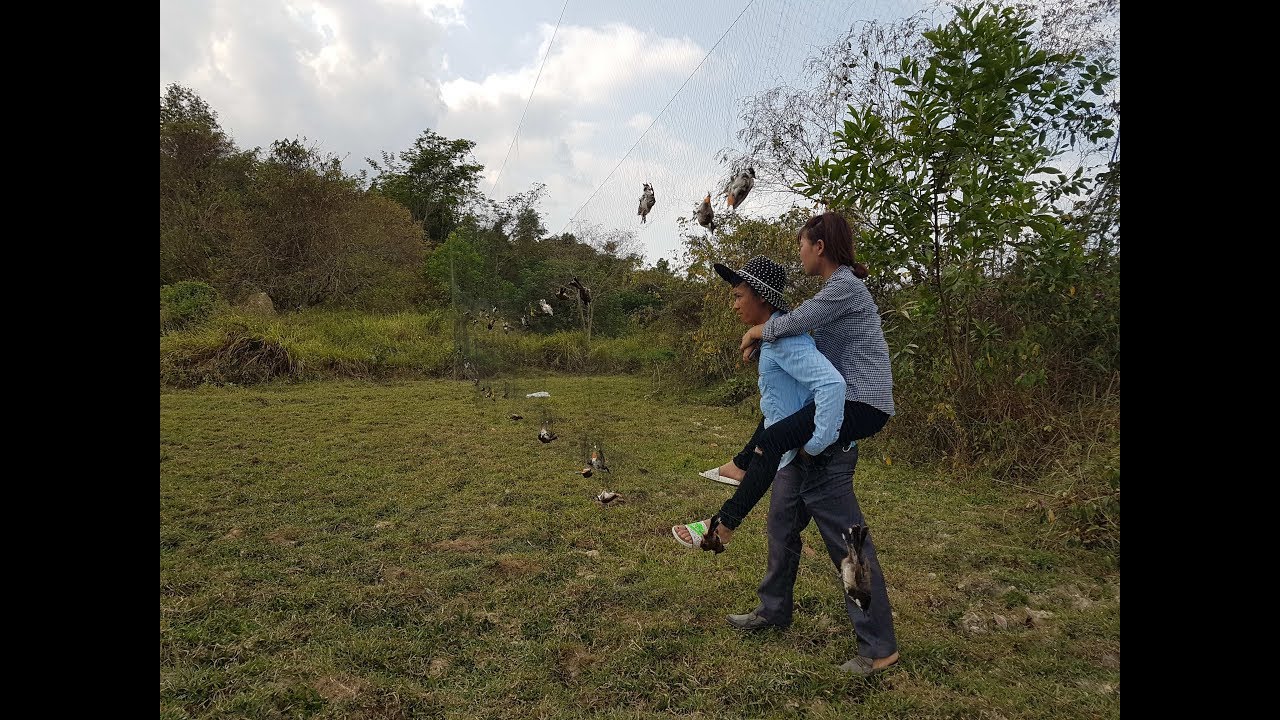 Vào Rừng bẫy chim Cùng Em. Sướng tuyệt vời (Bẫy đàn chim CU và chào mào khủng bằng lưới).
