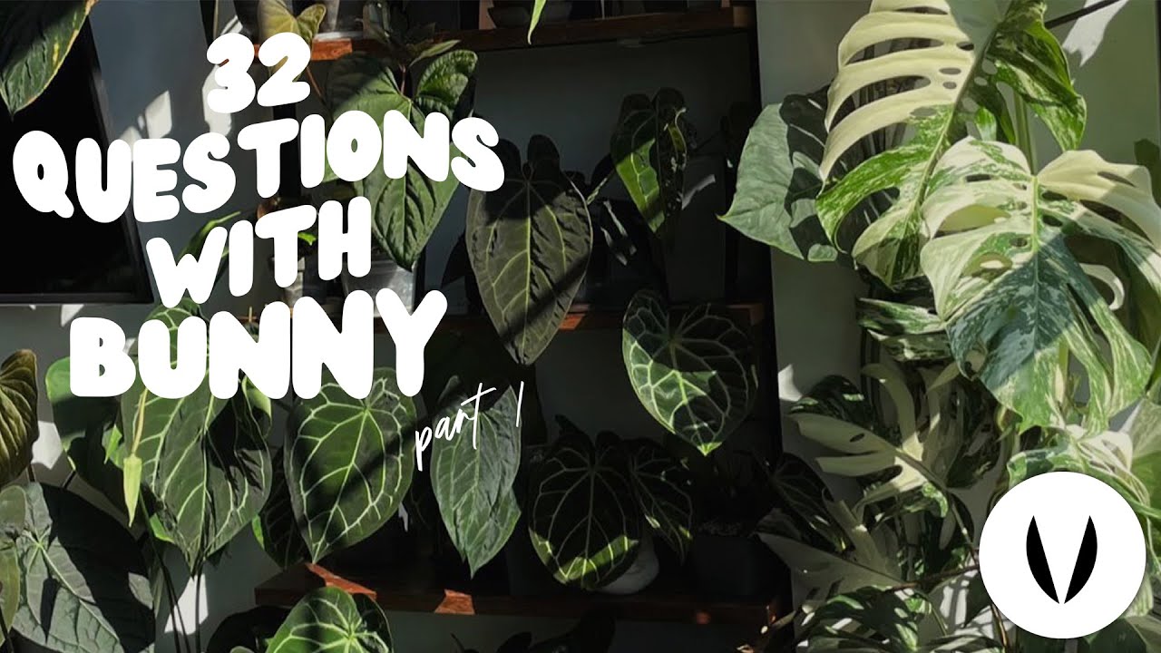 amanda 🐰 (bunny) answers some of your burning questions! PART 1