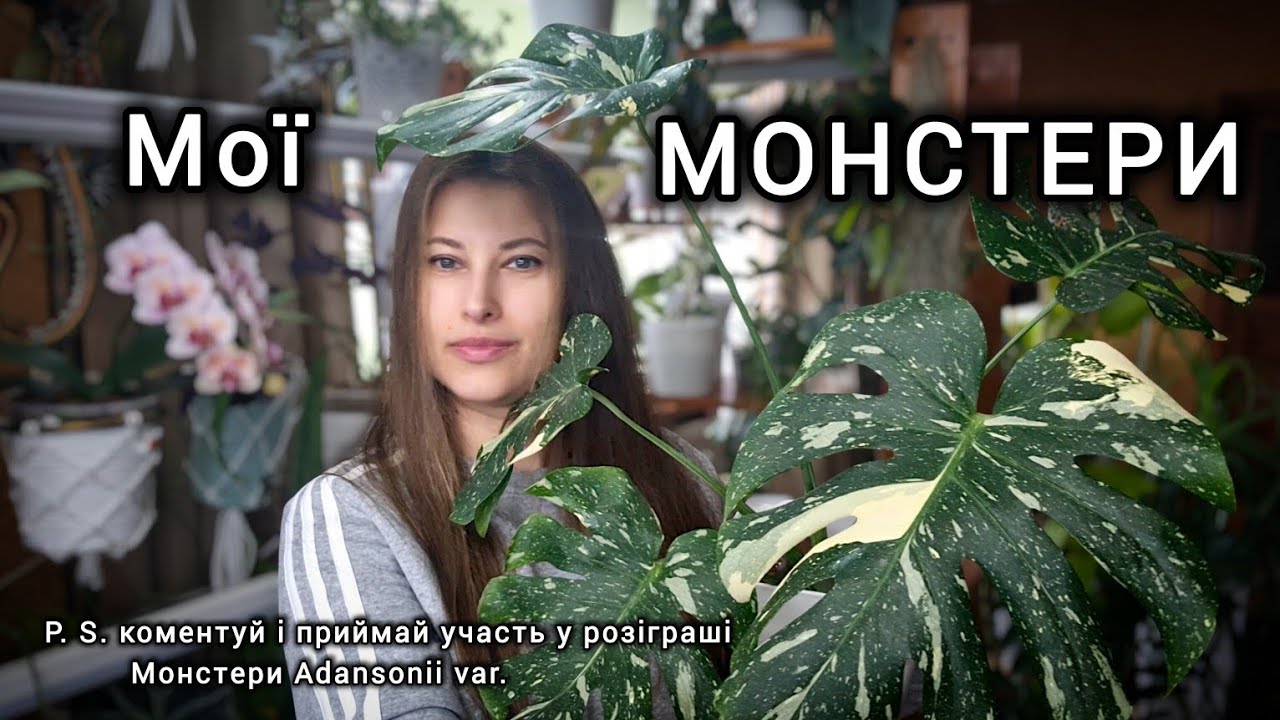 ДОГЛЯД за МОНСТЕРАМИ. Огляд моєї колекції + РОЗІГРАШ - монстера Adansonii var. за коментар.