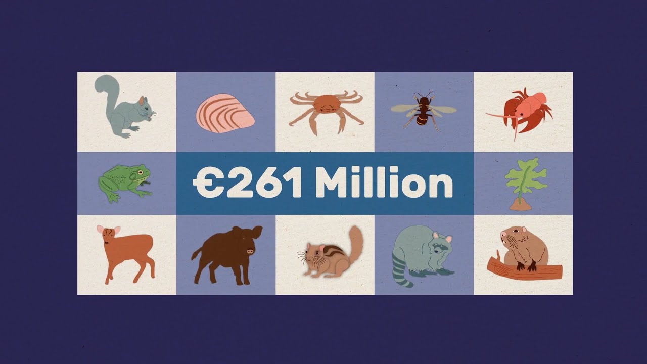 The threat of Invasive Species to Ireland