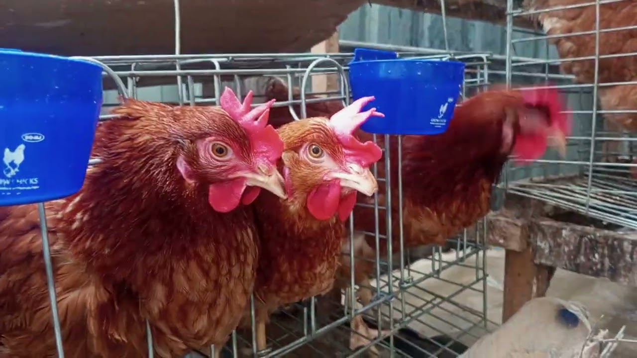 Rutinitas harian yang dilakukan di kandang ayamku #peternak #ayam #peternak #ayampetelur #farming 