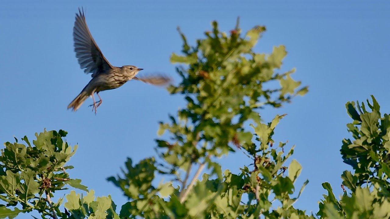 A tree pipit (Anthus trivialis) courtship display flight and song