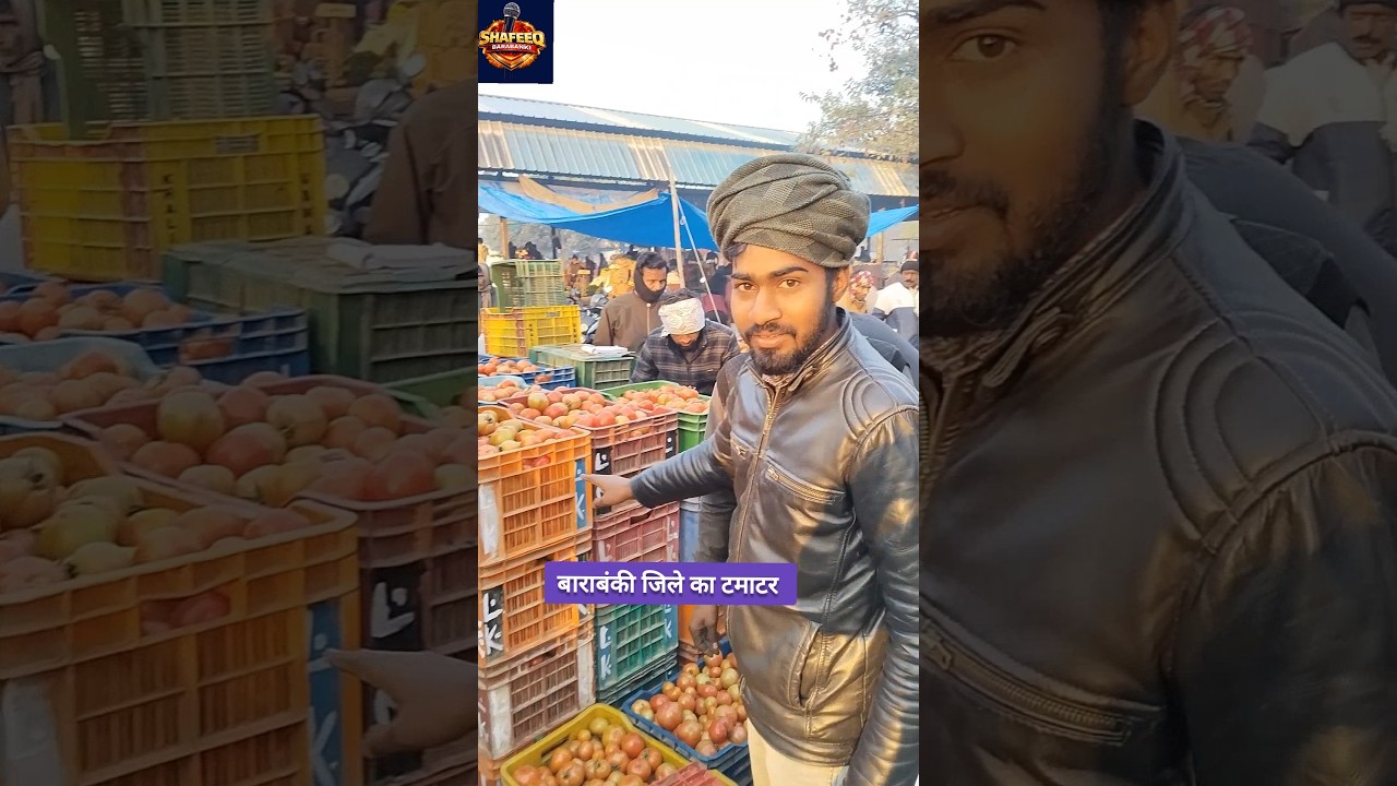 Barabanki jile ka tamatar🍅 tomato rate today 🍅 tamatar ka bhav 🍅 #shafeeqbarabanki #tomato #tamatar