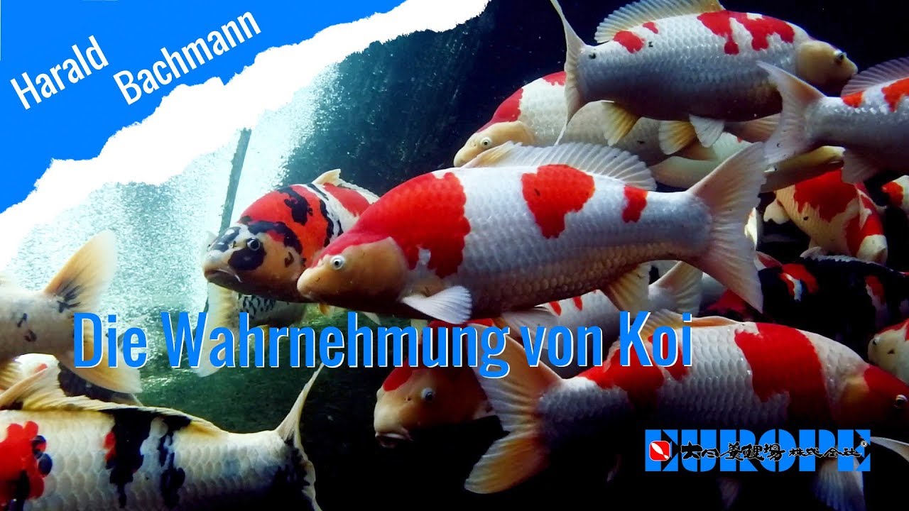 Die Wahrnehmung von Koi